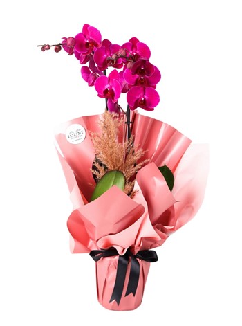 Forever Perfect Orkide