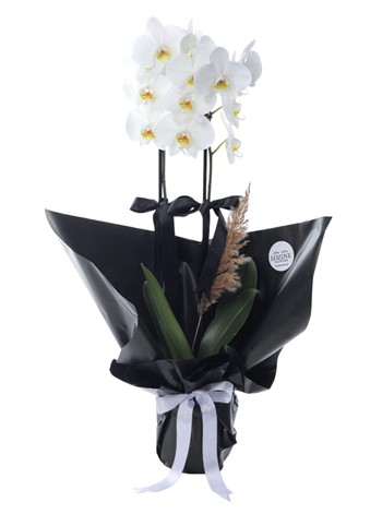 Çift Dal Beyaz Orkide
