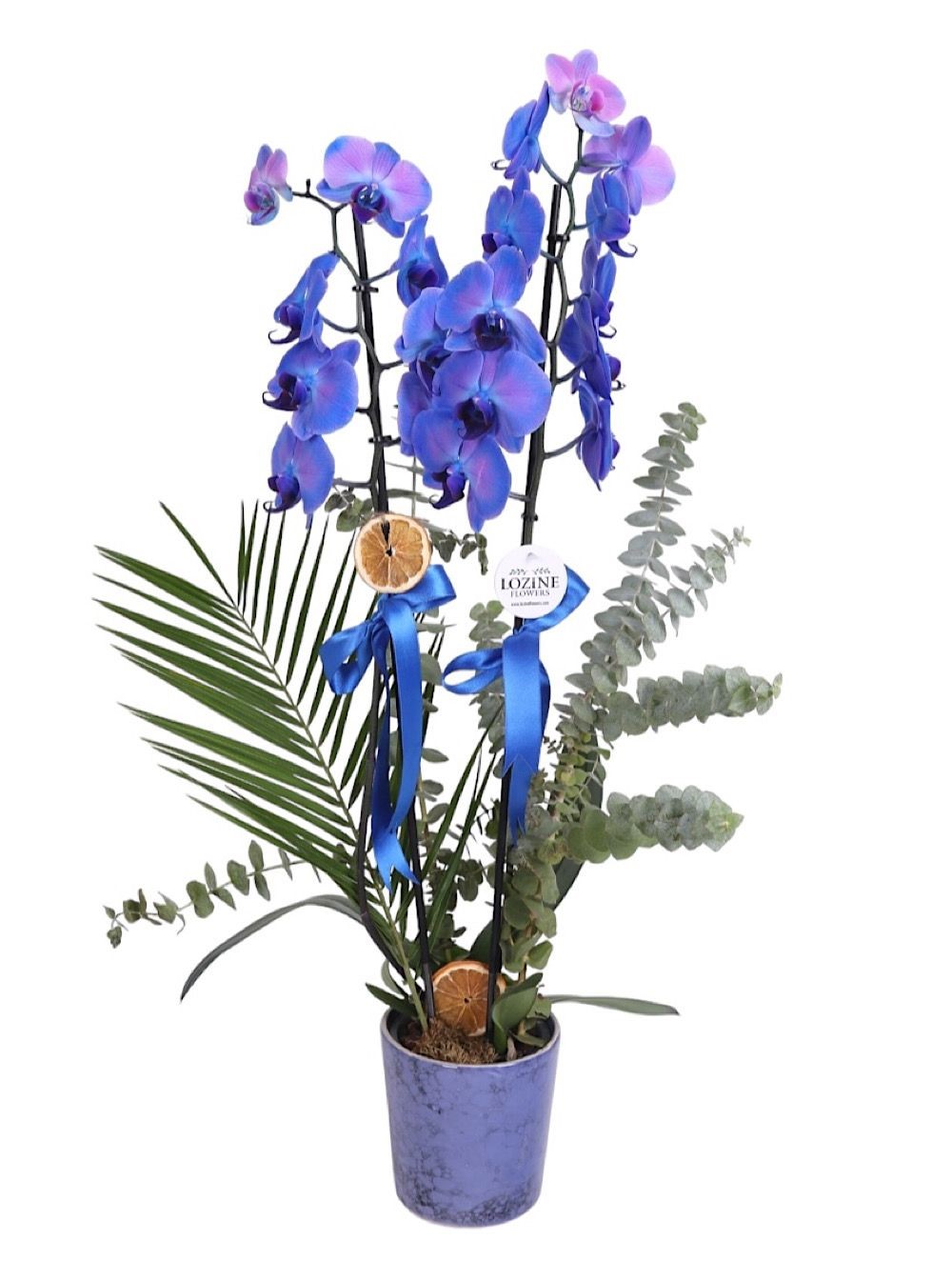 Mix Mavi Orkide
