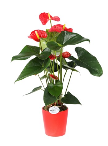 Fresh Anthurium