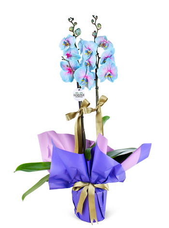 Wonder Çiftli Orkide